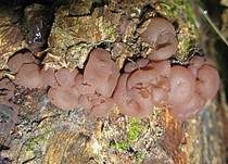 Schlauchzitterling, Foto 10
