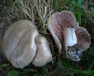 Schlehenrötling, Foto 6