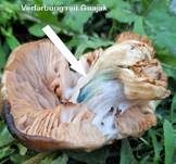 Schlehenrötling, Foto 48