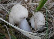 Schlehenrötling, Foto 8