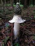 Schleierdame, Foto 7