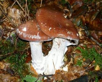 Schleiereule, Foto 5