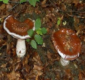 Schleiereule, Foto 6