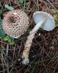 Schleierschirmling, Foto 4