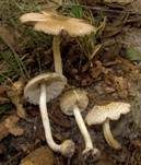 Schleierschirmling, Foto 8