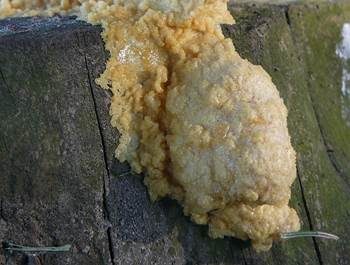 Schleimfluss, Foto 3