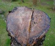 Schleimfluss, Foto 14