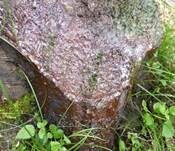 Schleimfluss, Foto 18