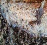 Schleimfluss, Foto 20