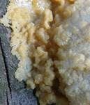 Schleimfluss, Foto 21