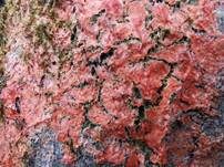 Schleimfluss, Foto 28