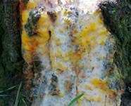 Schleimfluss, Foto 7
