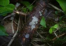 Bläulichgraue Wachsrinde, Foto 8