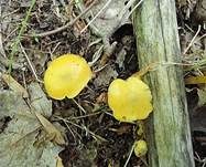 Schleimfußsaftling, Foto 14