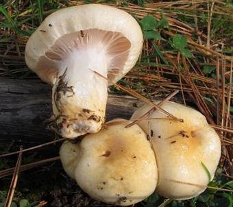 Schleimigberingter Schneckling, Foto 3