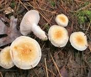 Schleimigberingter Schneckling, Foto 5
