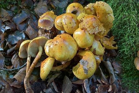 Schleimiger Schüppling, Foto 2