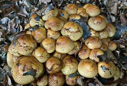 Schleimiger Schüppling, Foto 5