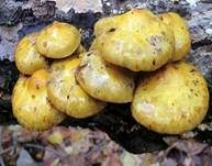 Schleimiger Schüppling, Foto 7