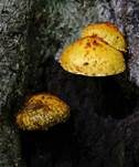 Schleimiger Schüppling, Foto 8