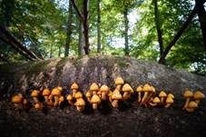 Schleimiger Schüppling, Foto 9