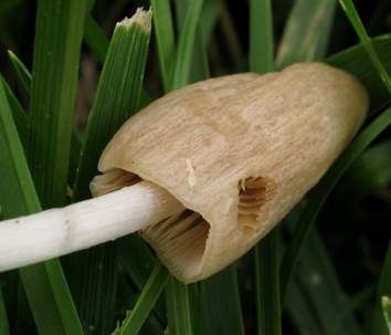 Schleimiges Samthäubchen, Foto 2