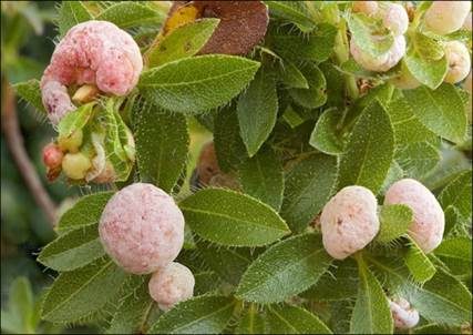 Alpenrosen-Nacktbasidie, Foto 3