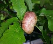 Alpenrosen-Nacktbasidie, Foto 13