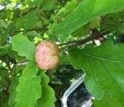 Alpenrosen-Nacktbasidie, Foto 16