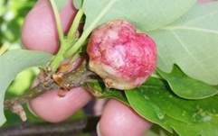 Alpenrosen-Nacktbasidie, Foto 21