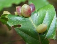 Alpenrosen-Nacktbasidie, Foto 24