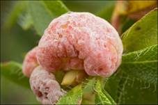 Alpenrosen-Nacktbasidie, Foto 9