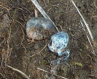 Blaunuss, Foto 2