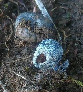 Blaunuss, Foto 4