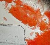 Schmächtiger Scheinhelmling, Foto 11