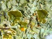 Schmalblättrige Schüsselflechte, Foto 6