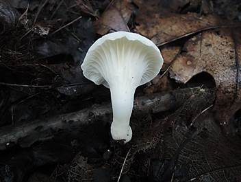 Schmalblättriger Ellerling, Foto 4
