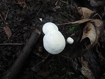Schmalblättriger Ellerling, Foto 6
