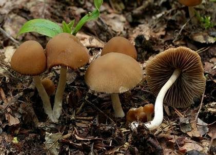 Schmalblättriger Faserling, Foto 3