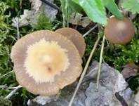 Schmalblättriger Faserling, Foto 12