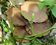 Schmalblättriger Faserling, Foto 13