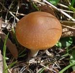 Schmalblättriger Faserling, Foto 15