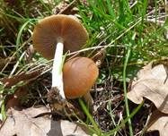 Schmalblättriger Faserling, Foto 17