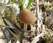 Schmalblättriger Faserling, Foto 18