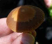 Schmalblättriger Faserling, Foto 19