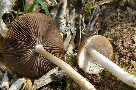 Schmalblättriger Faserling, Foto 4