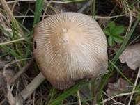 Schmalblättriger Faserling, Foto 29