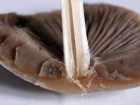 Schmalblättriger Faserling, Foto 34