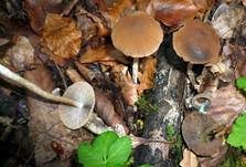 Schmalblättriger Faserling, Foto 8