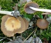 Schmalblättriger Faserling, Foto 9